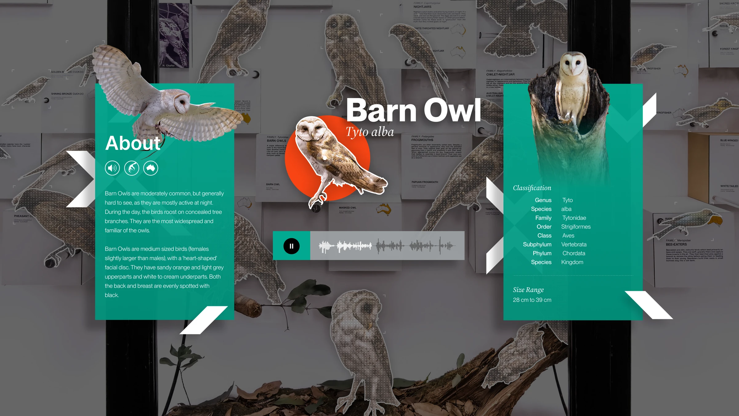 Mockup showing AR information panels - images, copy, audio and video - unfolding around a single bird specimen selected by a visitor pointing their phone at the cabinet